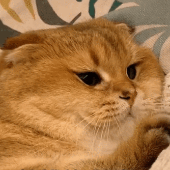 抖推猫刷了6天了还是不刷