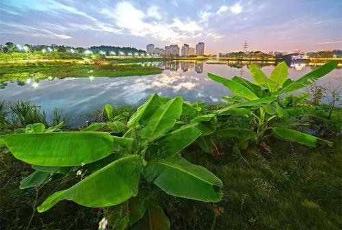 游尽花都