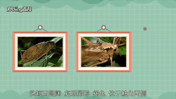昆虫螽察CG动画链接