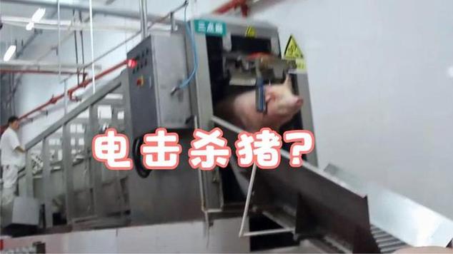 杀猪电击视频图标