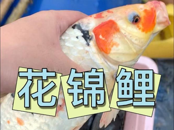 锦鲤花色