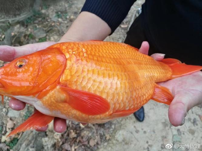 圆圆鲤是骗老人钱吗