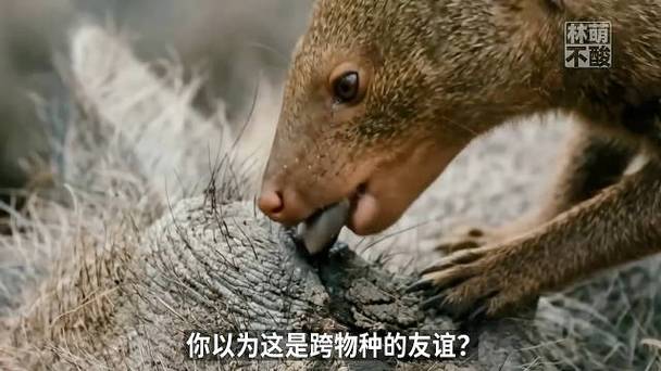 动物的互惠互助有哪些动物