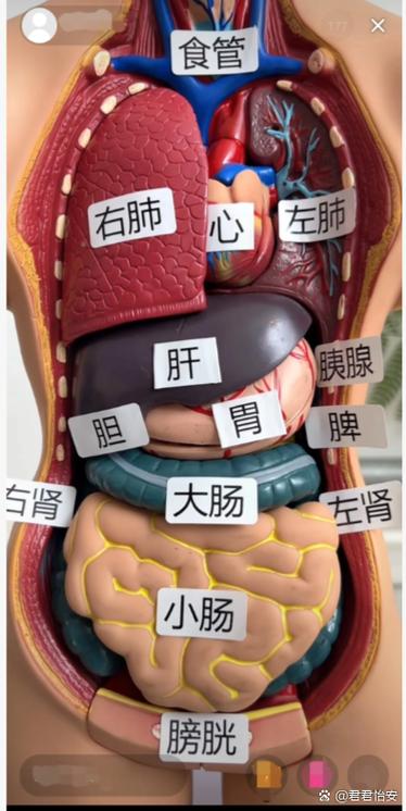 看看人体五脏六腑的图片缩略图