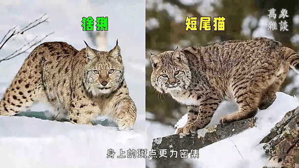 短尾猫是什么品种