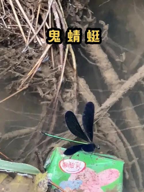鬼蜻蜓有毒吗