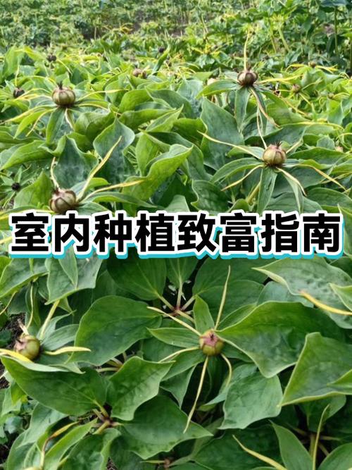香芋种植致富