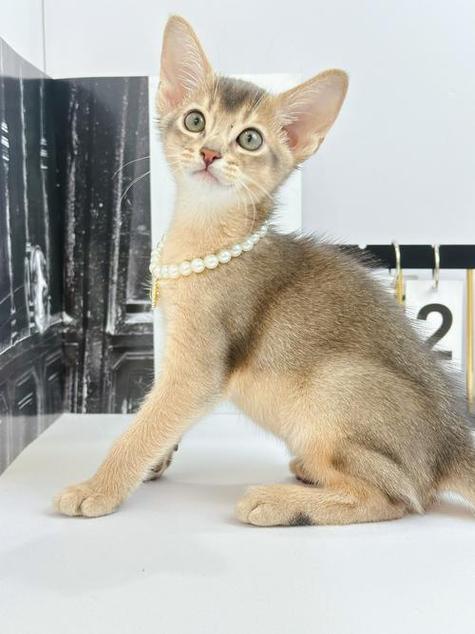 阿比猫属于什么档次