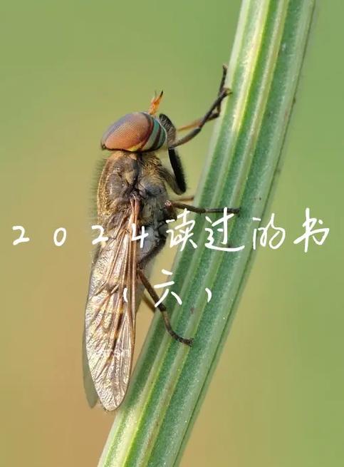 充电宝捕捉牛虻网升压为六千伏当人