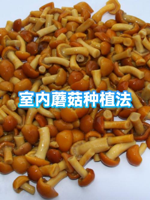 蘑菇自己怎么种植