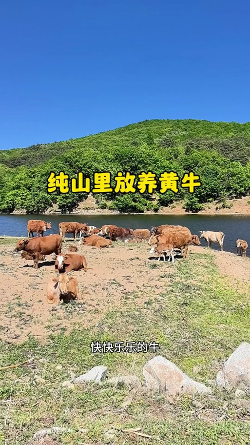 圈里农牛是什么意思