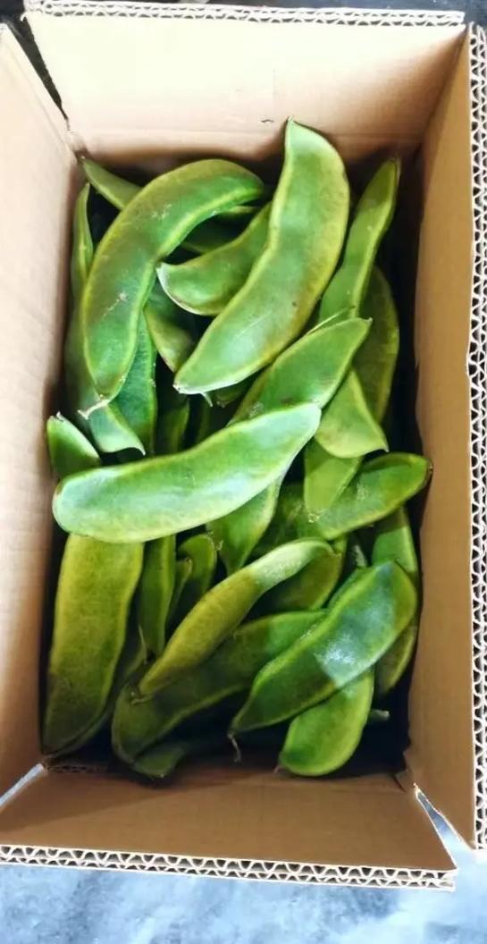 小荷包红包可以扫商家码付款吗