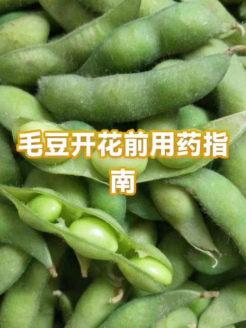 毛豆暗示女人是什么意思