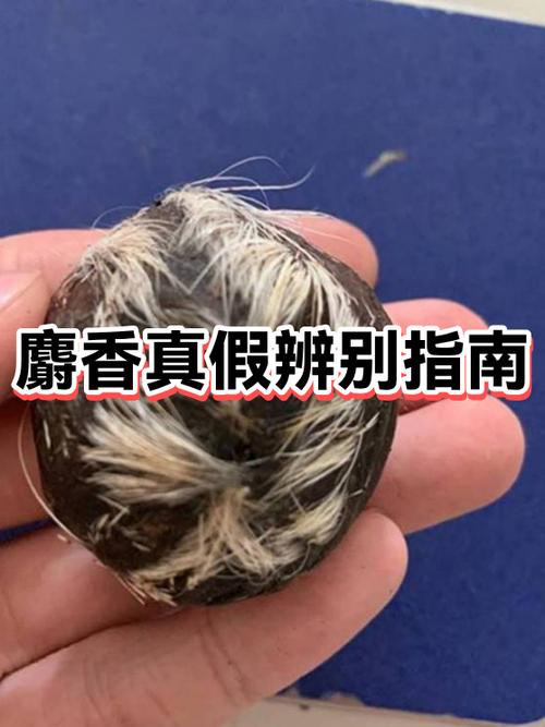 真假