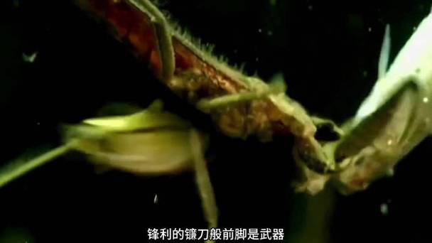 水中螳螂缩略图