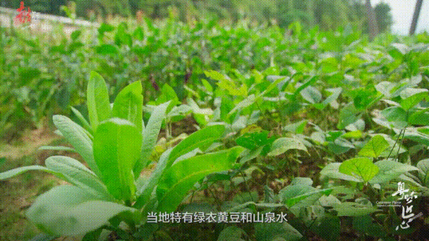 磨豆豆细腻描述图标