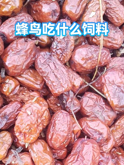 蜂鸟进家有什么预兆