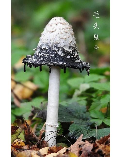 001喰种002鬼伞免费阅读