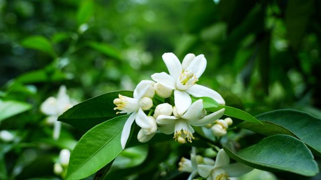 橙花味道和什么花相似截图