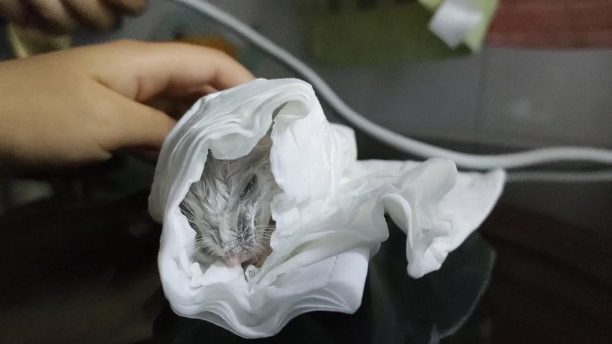 小仓鼠洗澡视频