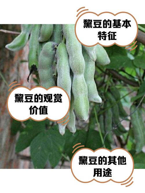 闪豆是什么意思啊