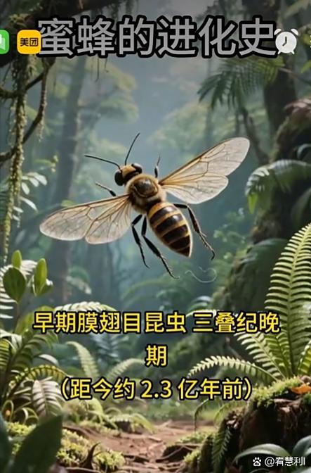 蜜蜂3d进化免广告