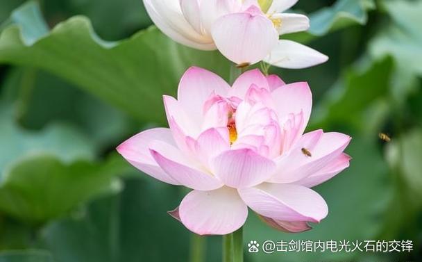 vivo没有推送通知