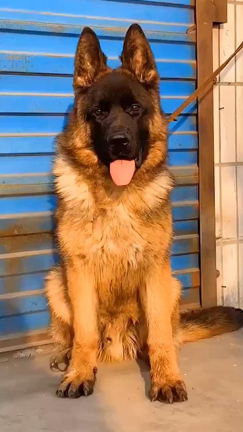 天狼犬是什么狗图标