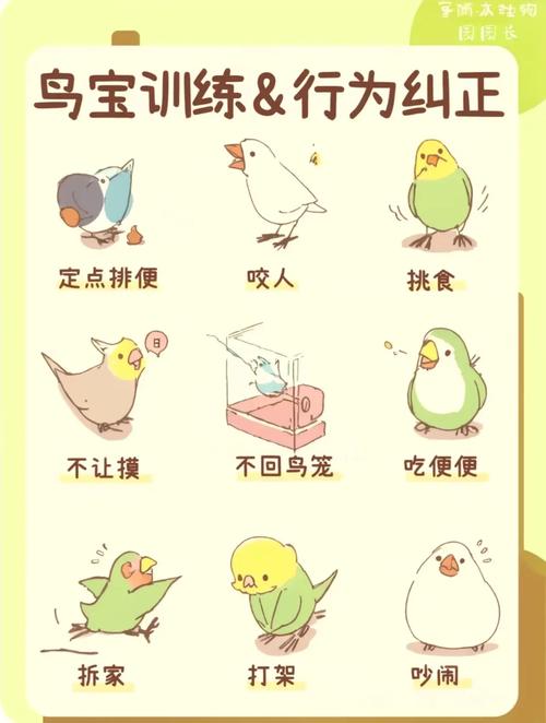 黄鸟怎么训练上手