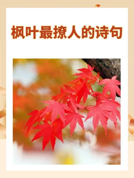 枫叶一秋百度云版图标