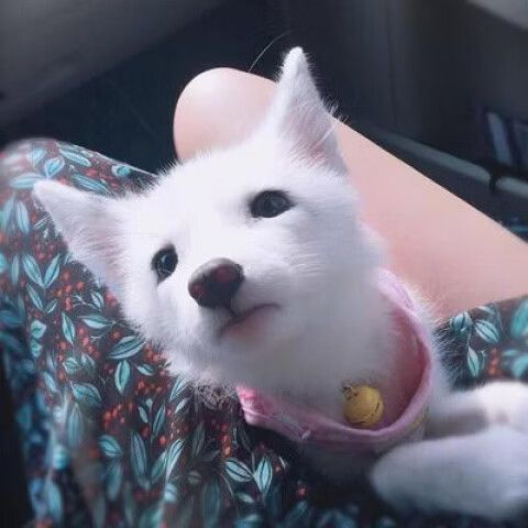 萌宠宠物缩略图