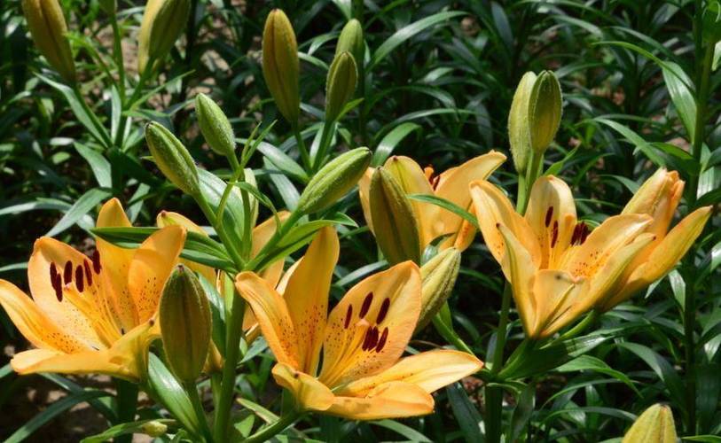 百合花喜水还是喜旱