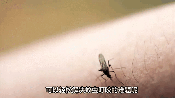 蚊子害怕什么东西