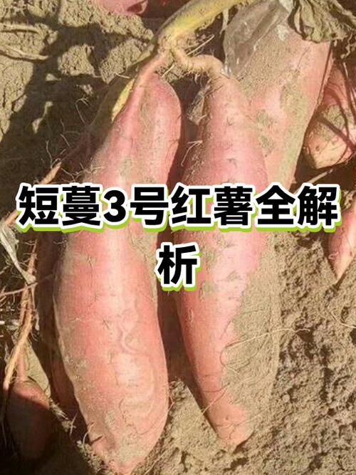 十大高产短蔓红薯品种