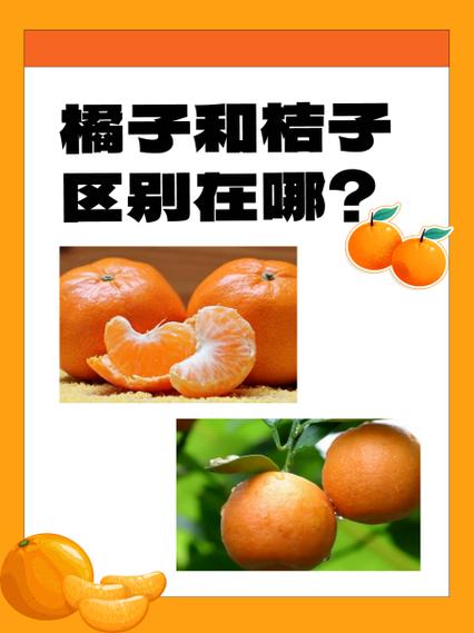 桔子和橘子缩略图