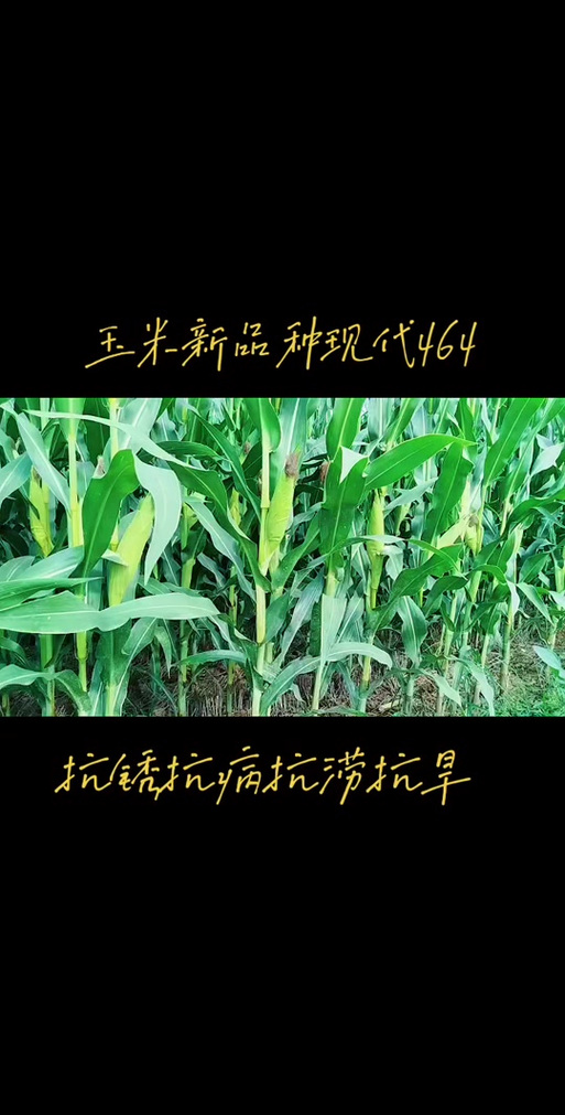 2026云南主推玉米品种