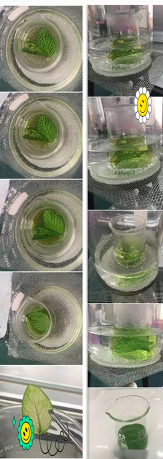 用95%乙醇提取叶绿素的原因缩略图