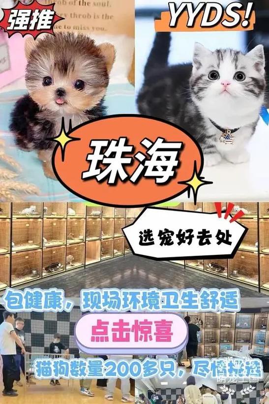 宠物街抢猫截图
