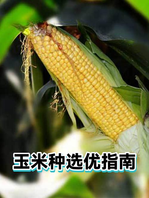 圣2800加点完美方法详解