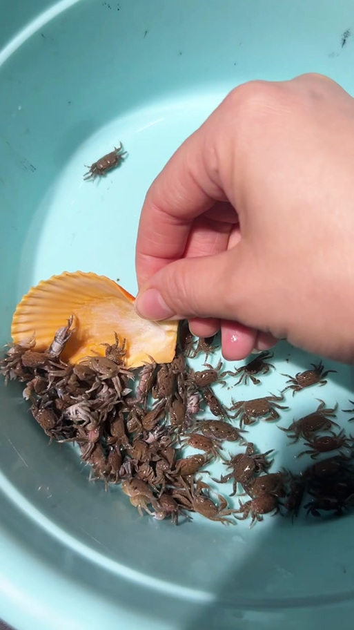 清理鱼粪便最好的生物
