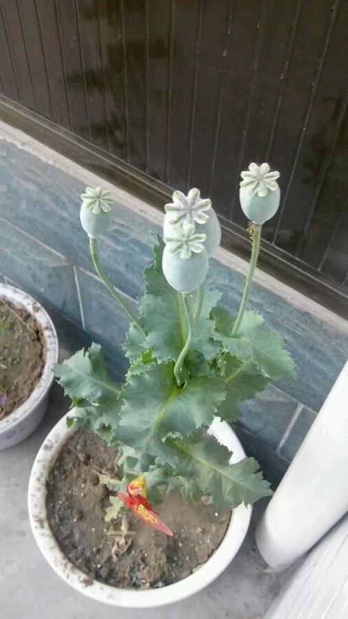 罂粟花的真实图片