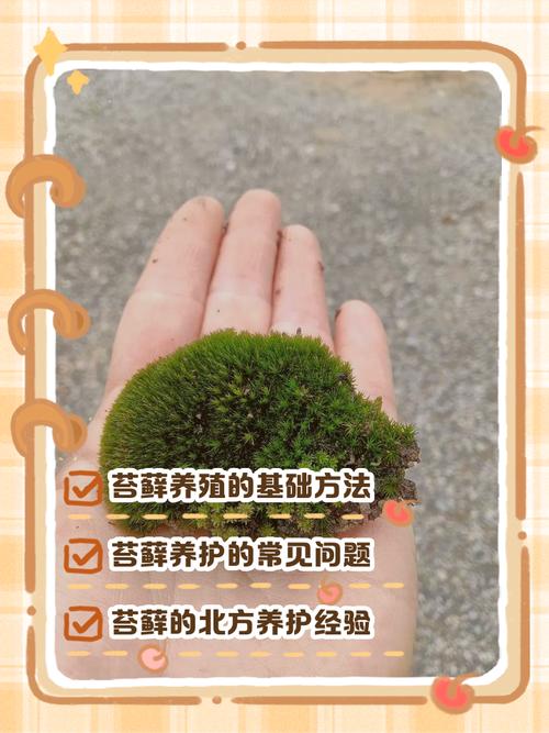 泰拉瑞亚苔藓怎么得