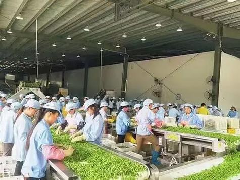 蔬菜分拣招工的