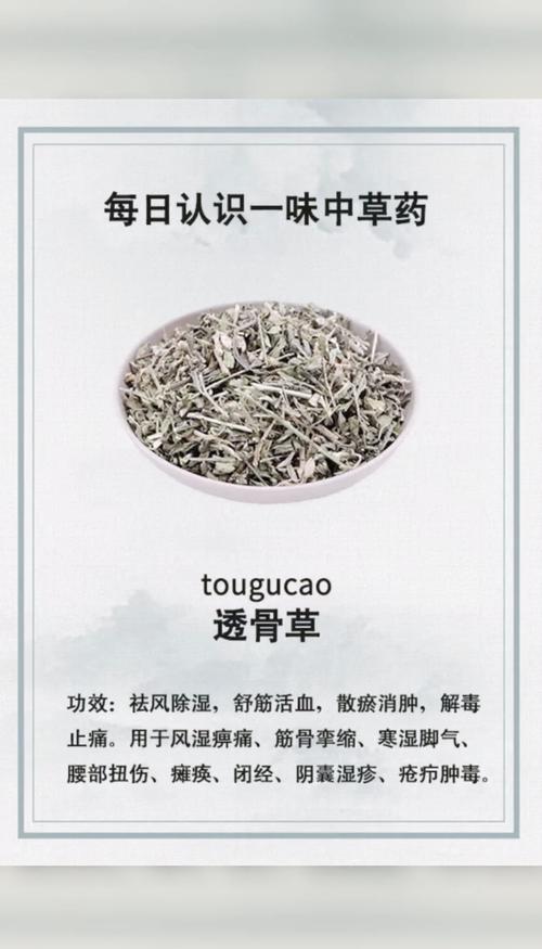 中药透骨草的功效与作用
