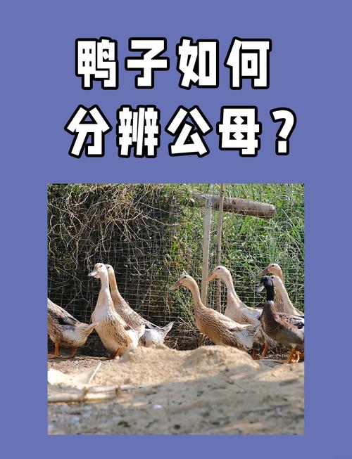 小鸭怎么分公母方法