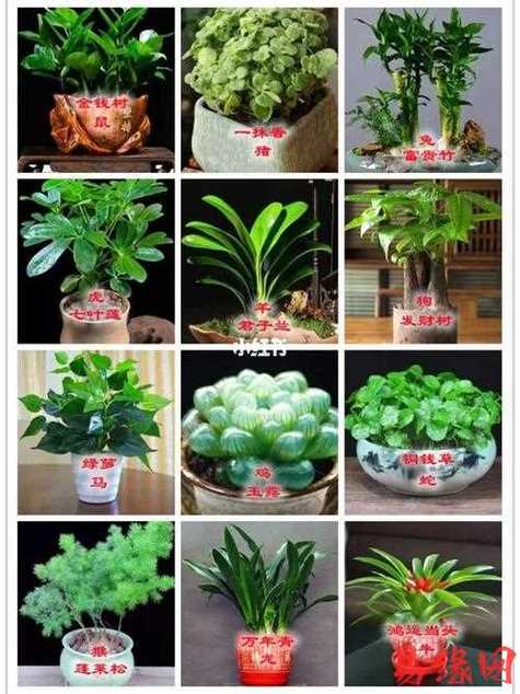 十二生肖配对植物