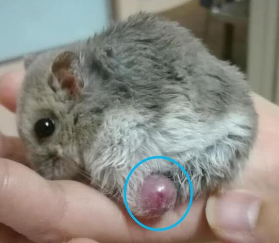 仓鼠爪子上长了个肉球