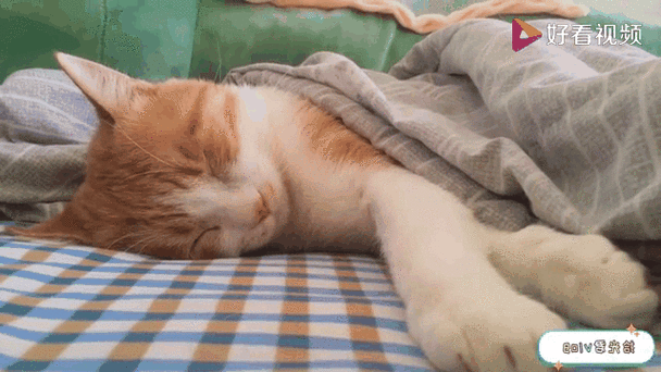 猫猫拼命的钻被窝缩略图