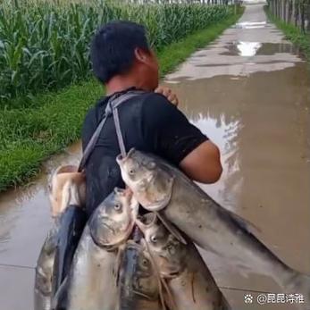 鲤鱼玩搞笑游戏图标