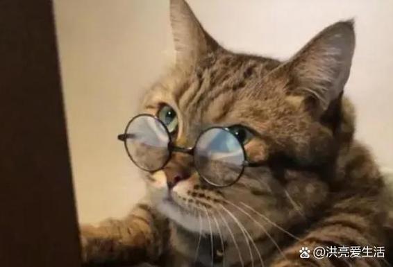 猫咪杏眼和圆眼图标